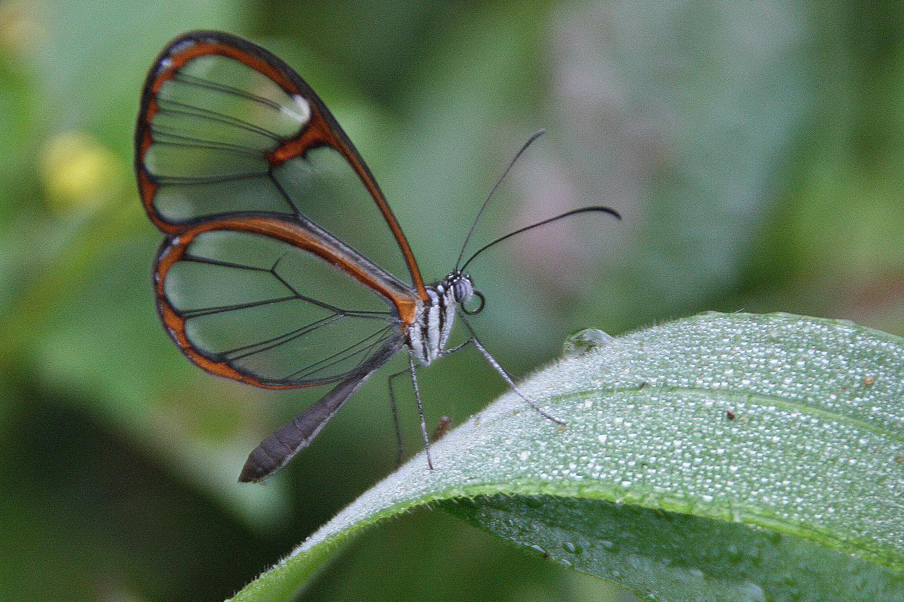 פוארטו איגואסו Yacutinga Lodge מראה חיצוני תמונה